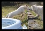 Water Babies